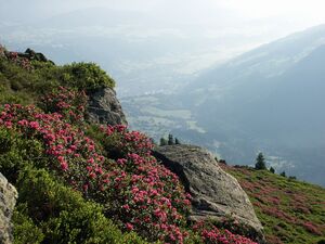 Guschen 2455 2002-06-26.jpg