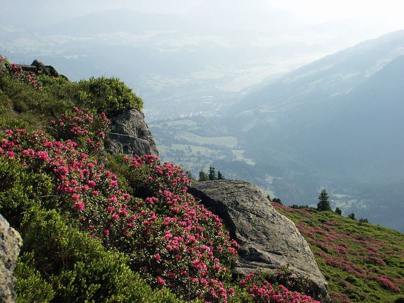 Datei:Guschen 2455 2002-06-26.jpg