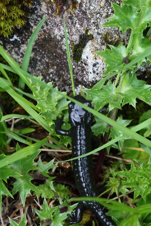 Im stegerkar 23945 2008-07-09.jpg