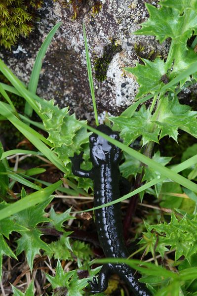 Datei:Im stegerkar 23945 2008-07-09.jpg