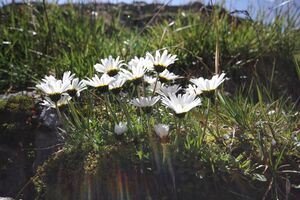 Alpkar beim schöneck kleinsölk 54683 2017-08-02.jpg