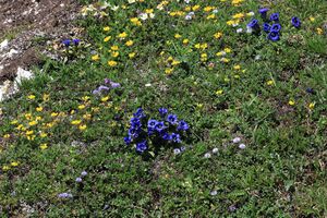 Blumen tauplitzalm 51703 2017-06-24.jpg