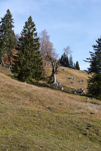 Datei:Forchneralm-0046-2021-10-31.jpg