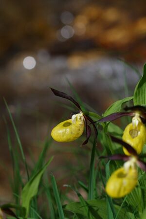 Frauenschuh 2115 2008-05-29.jpg
