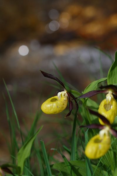 Datei:Frauenschuh 2115 2008-05-29.jpg