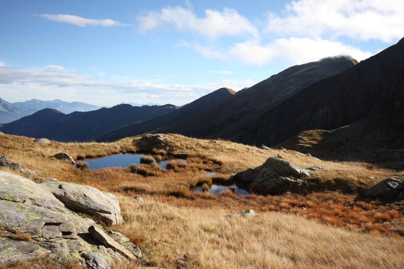 Datei:Goldlacken 0210 2013-10-08.jpg