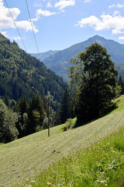 Datei:Vlg schröck schattenberg 48-0442-2023-08-11.jpg