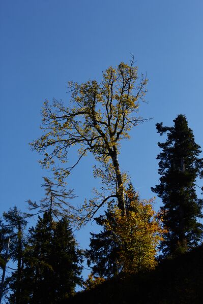 Datei:Ausseer sandlingalm-0064-2021-10-11.jpg
