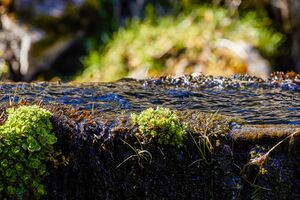 Granglalm steinriesental-17-2020-04-06.jpg