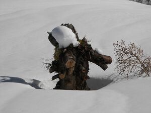 Wildkar 2529 2007-03-05.jpg