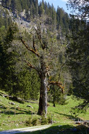 Bildstock Sulzkaralm-1007-2021-06-05.jpg