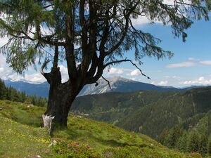 Lärche wachlingerhütt gumpenkar 54562 2007-06-19.jpg