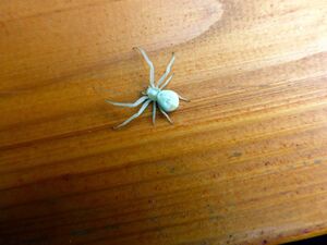 Misumena vatia1230045.JPG