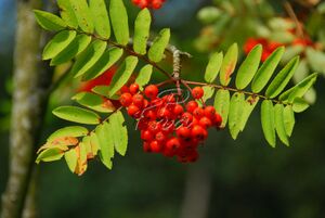 Eberesche Vogelbeeren.jpg