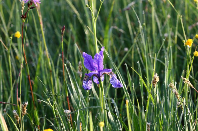 Datei:Feuchtwiesen trautenfels6095.jpg