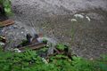 Wasserrad talbachklamm 59067 2014-05-28.jpg