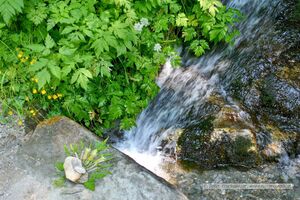 2025 06 22 Schladming Talbachklamm Wanderung 35.jpg