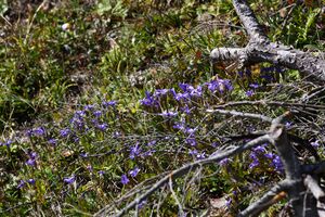 Gewöhnlicher Fransenenzian 02460 2015-09-12.jpg