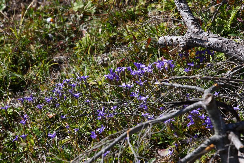 Datei:Gewöhnlicher Fransenenzian 02460 2015-09-12.jpg