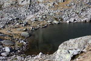 Goldlacken 0365 2013-10-08.jpg