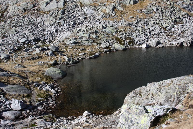 Datei:Goldlacken 0365 2013-10-08.jpg