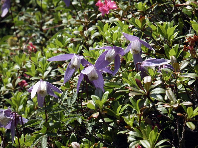 Datei:Duisitzkar 15148 2002-06-30.jpg