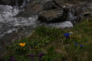 Obertalbach keinprecht 6347 2011-05-27.jpg