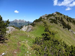 Steinböcke -Gößeck 60044 2014-06-10.JPG