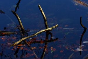 Toplitzsee 77761 2014-11-03.jpg