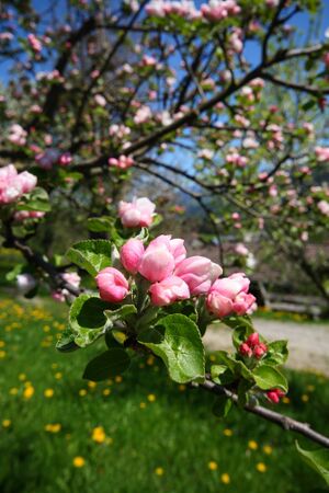 Birnberg 21760 2008-05-07.jpg