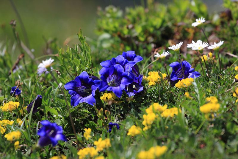 Datei:Blumen tauplitzalm 51683 2017-06-24.jpg