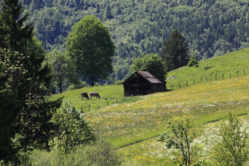 Datei:Kainischmoos pichl-kainisch 50071 2017-05-27.jpg