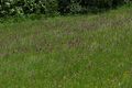 Knabenkrautwiese donnersbachw 90090 2015-06-08.jpg