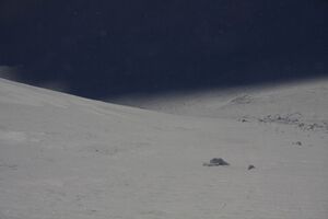 Schnabelkar 77433 2011-02-02.jpg