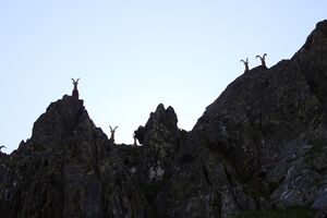 Steinböcke süßleiteck 29147 2016-07-05.jpg