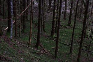 Strubschlucht 34279 2014-01-20.jpg