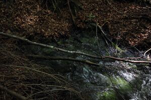 Strummern mühlreith 47242 2017-05-17.jpg