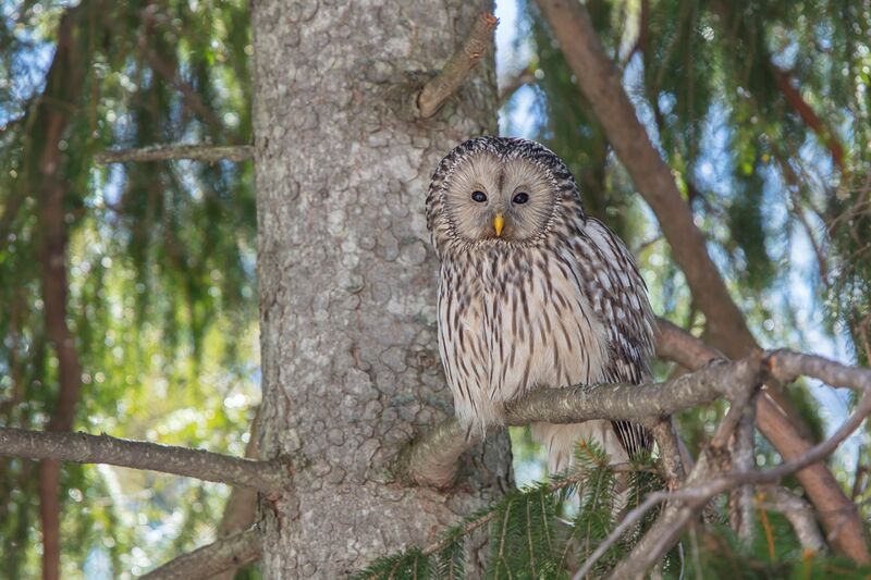 Datei:Wildnisgebiet Dürrenstein-Lassingtal 07.jpg