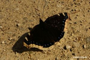 2647 Nymp antiopa Trauermantel.jpg