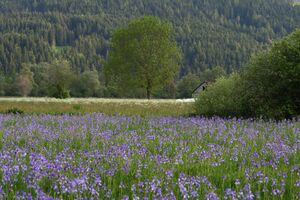 Enns-Altarme Niederstuttern 58411 2014-05-21.jpg