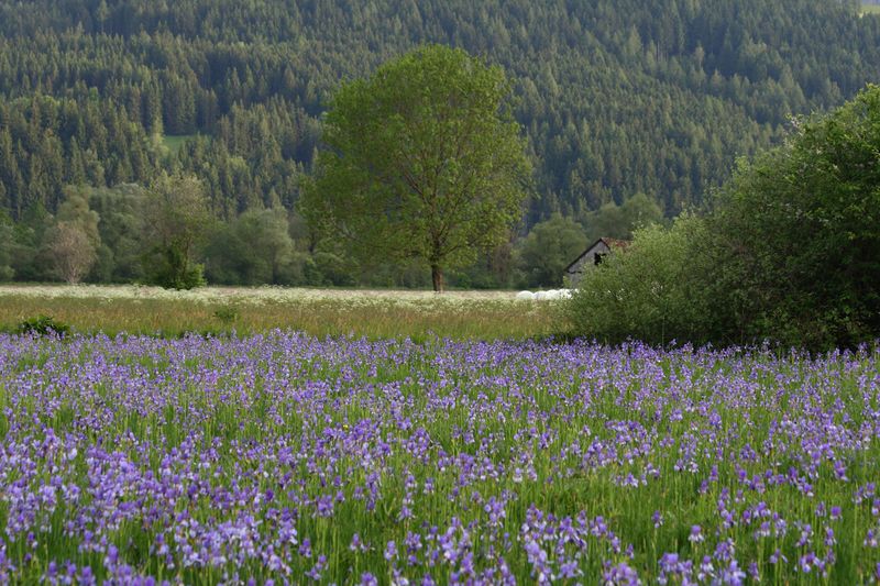 Datei:Enns-Altarme Niederstuttern 58411 2014-05-21.jpg