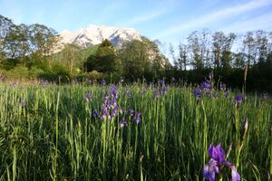 Feuchtwiesen trautenfels6075.jpg