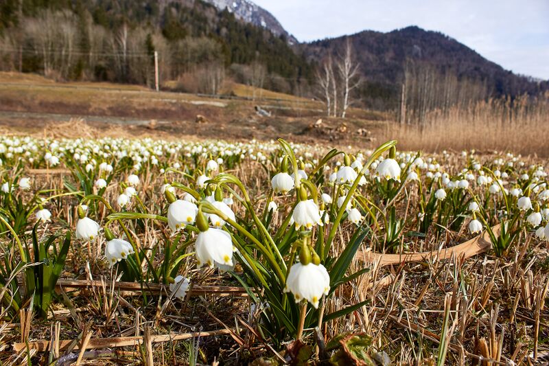 Datei:Frühlingsknoten ennsloh-0223-2023-03-10.jpg
