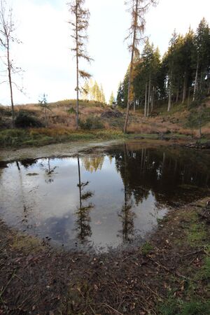 Schwarze lacke kaibling 88542 2018-11-03.jpg