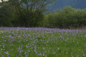 Enns-Altarme Niederstuttern 58401 2014-05-21.jpg