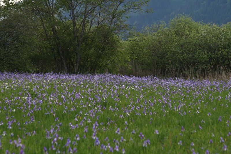 Datei:Enns-Altarme Niederstuttern 58401 2014-05-21.jpg