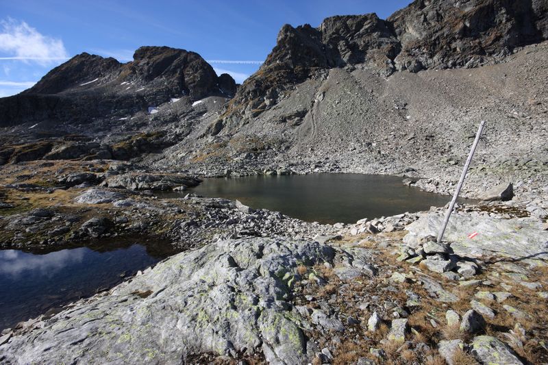 Datei:Goldlacken 0325 2013-10-08.jpg