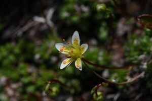 Im wildkar 23800 2008-06-26.jpg