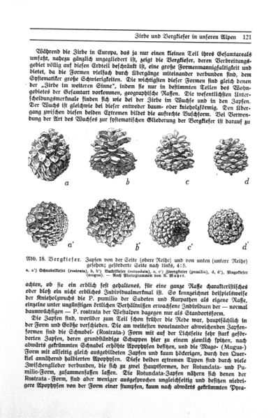 Datei:Bergkiefer Zapfen.jpg