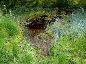 Pürgschachener Moor580199.JPG